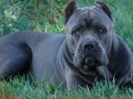 PoulaTo: Cane Corso καθαρόαιμα επιλογής